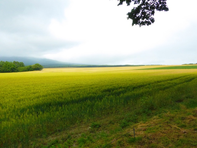 f:id:hmsko:20150627221630j:plain f:id:hmsko:20150627221630j:plain