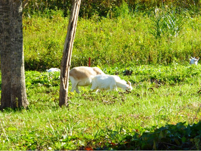 f:id:hmsko:20151016174759j:plain f:id:hmsko:20151016174759j:plain