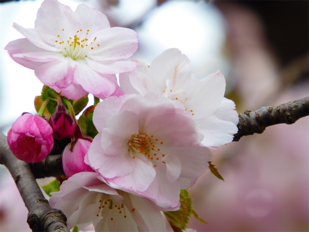 f:id:hmsko:20160504220919j:image f:id:hmsko:20160504220919j:image