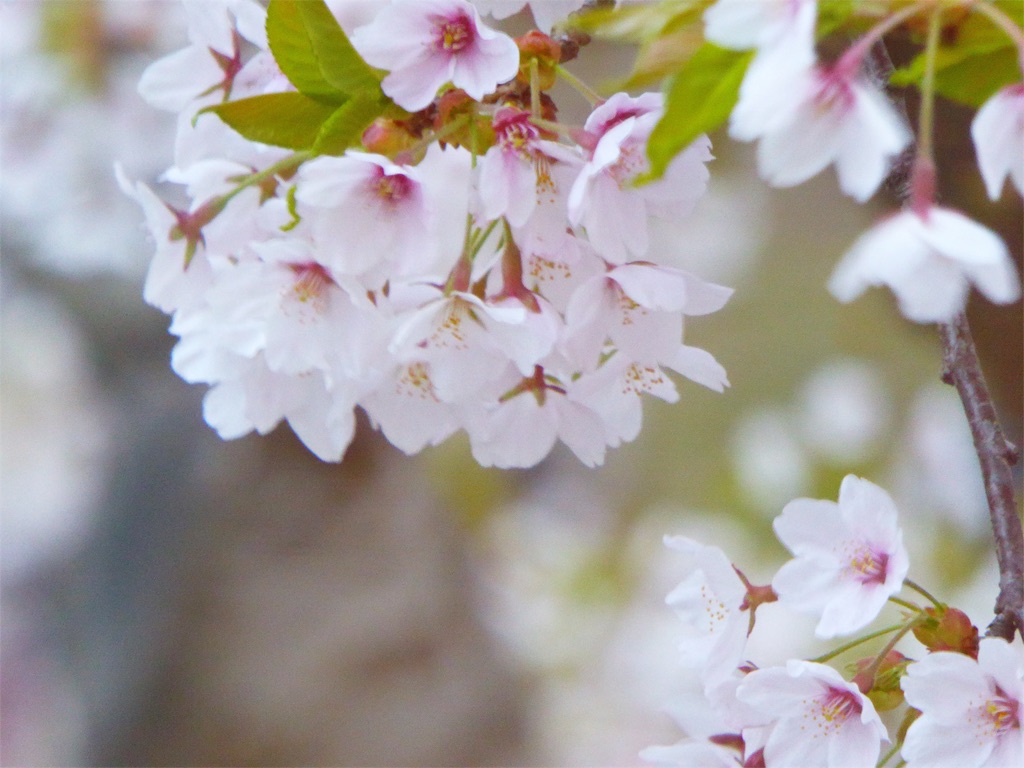 f:id:hmsko:20160504221007j:image f:id:hmsko:20160504221007j:image
