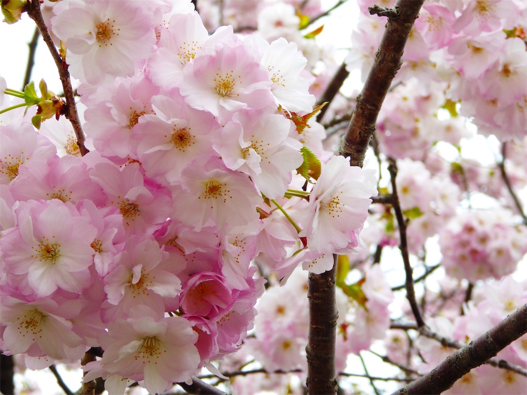 f:id:hmsko:20160504221450j:image f:id:hmsko:20160504221450j:image