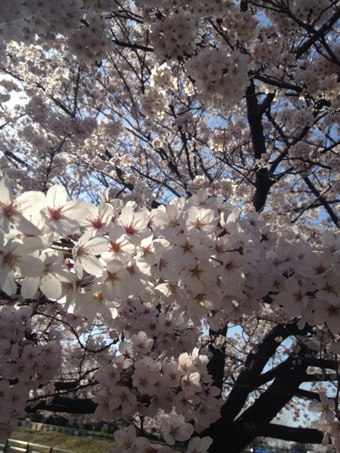 f:id:hnktusrot:20150402070844j:plain f:id:hnktusrot:20150402070844j:plain
