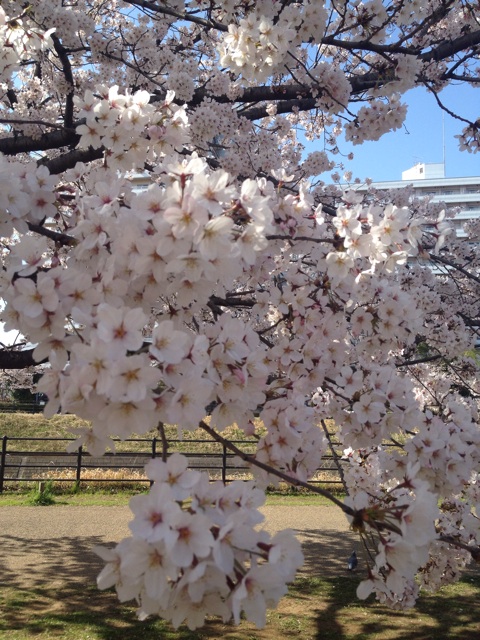 f:id:hnktusrot:20150402071207j:plain f:id:hnktusrot:20150402071207j:plain