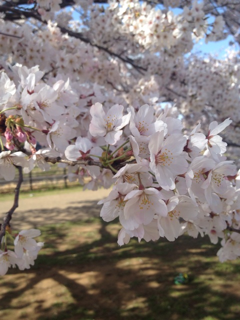 f:id:hnktusrot:20150402075618j:plain f:id:hnktusrot:20150402075618j:plain