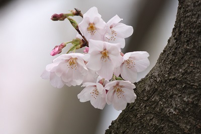 f:id:hokusho:20150327203601j:plain f:id:hokusho:20150327203601j:plain