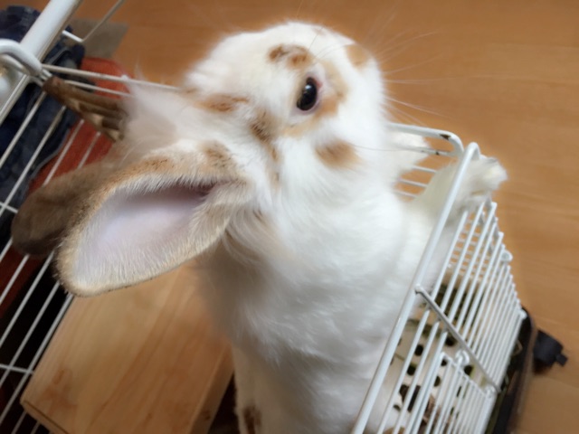 f:id:holidayui:20150506022828j:plain f:id:holidayui:20150506022828j:plain