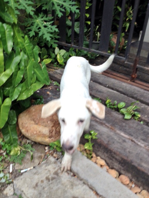 f:id:homilog:20150326225214j:plain f:id:homilog:20150326225214j:plain