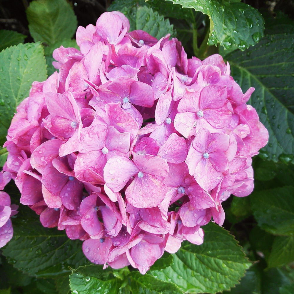 f:id:hon-noho:20140612224223j:image:w360 f:id:hon-noho:20140612224223j:image:w360