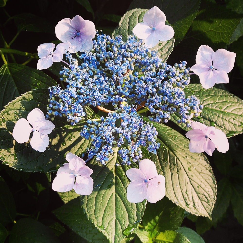 f:id:hon-noho:20140612224455j:image:w360 f:id:hon-noho:20140612224455j:image:w360