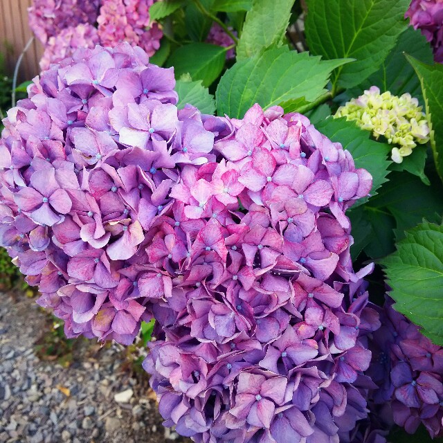 f:id:hon-noho:20150609160339j:image f:id:hon-noho:20150609160339j:image