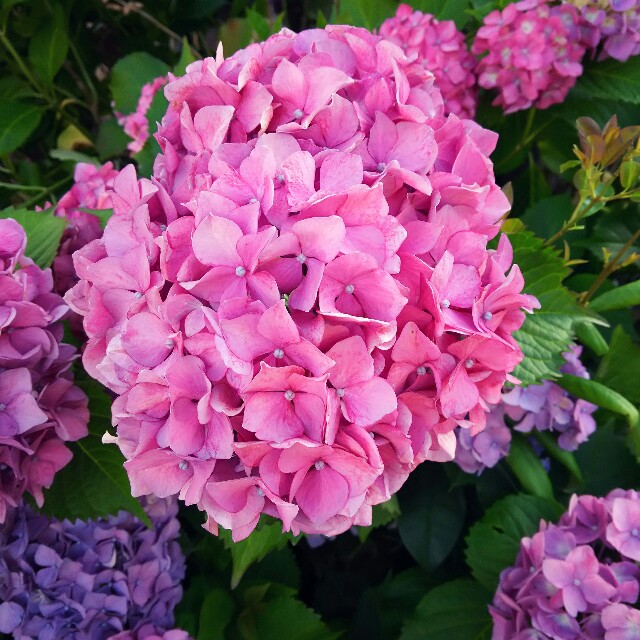 f:id:hon-noho:20150609160354j:image f:id:hon-noho:20150609160354j:image