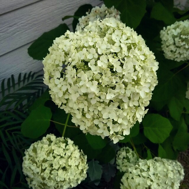 f:id:hon-noho:20150609160412j:image f:id:hon-noho:20150609160412j:image