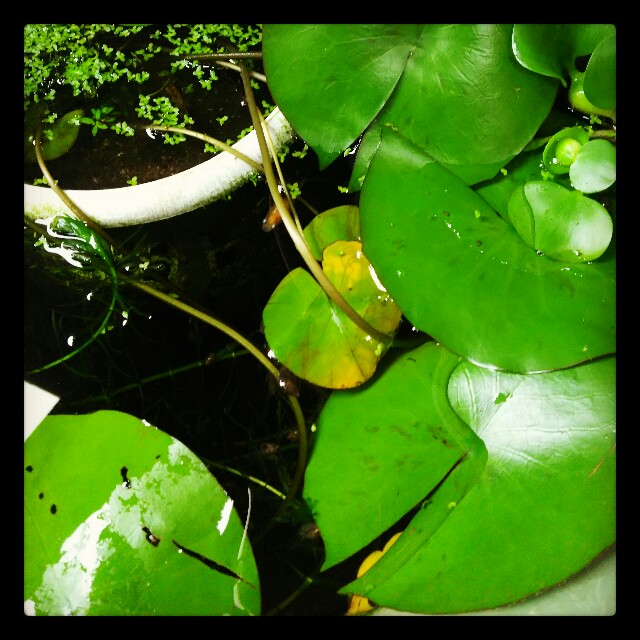 f:id:hon-noho:20150818140212j:image f:id:hon-noho:20150818140212j:image
