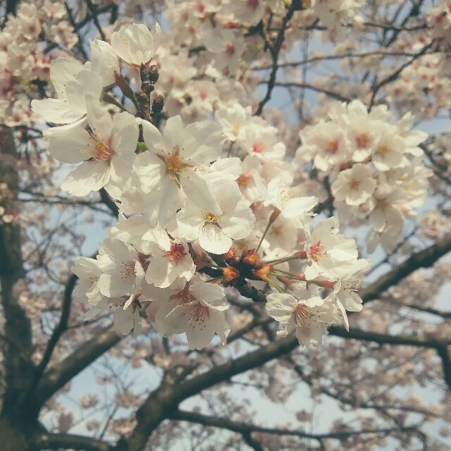 f:id:hon-noho:20160408170010j:image f:id:hon-noho:20160408170010j:image