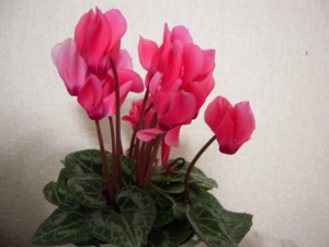 f:id:honokomichi:20101113185502j:image f:id:honokomichi:20101113185502j:image