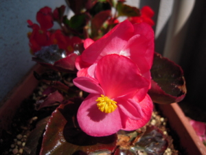 f:id:honokomichi:20110508141612j:image f:id:honokomichi:20110508141612j:image