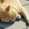 f:id:honyakumystery:20140219081630j:image:small:left f:id:honyakumystery:20140219081630j:image:small:left