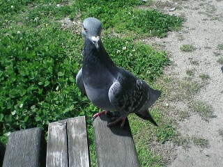 f:id:hoofbeat:20060418124459j:image f:id:hoofbeat:20060418124459j:image