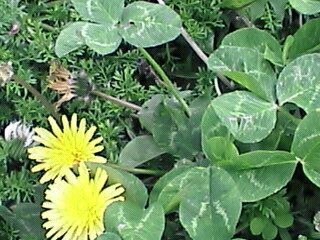 f:id:hoofbeat:20060418124632j:image f:id:hoofbeat:20060418124632j:image