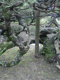 f:id:hoofbeat:20090504202535j:image f:id:hoofbeat:20090504202535j:image