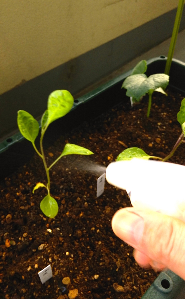 f:id:hops125:20160508203400j:plain f:id:hops125:20160508203400j:plain