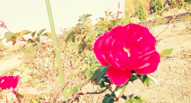 f:id:horahareta13:20131124181343j:plain f:id:horahareta13:20131124181343j:plain