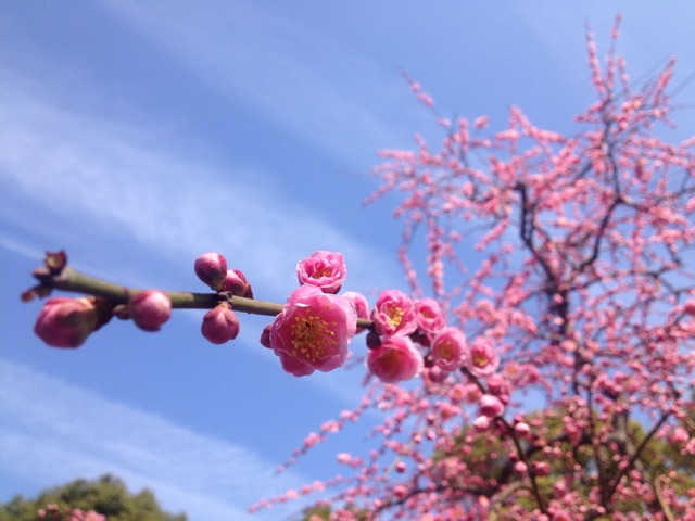 f:id:horahora2013:20150306210203j:plain f:id:horahora2013:20150306210203j:plain