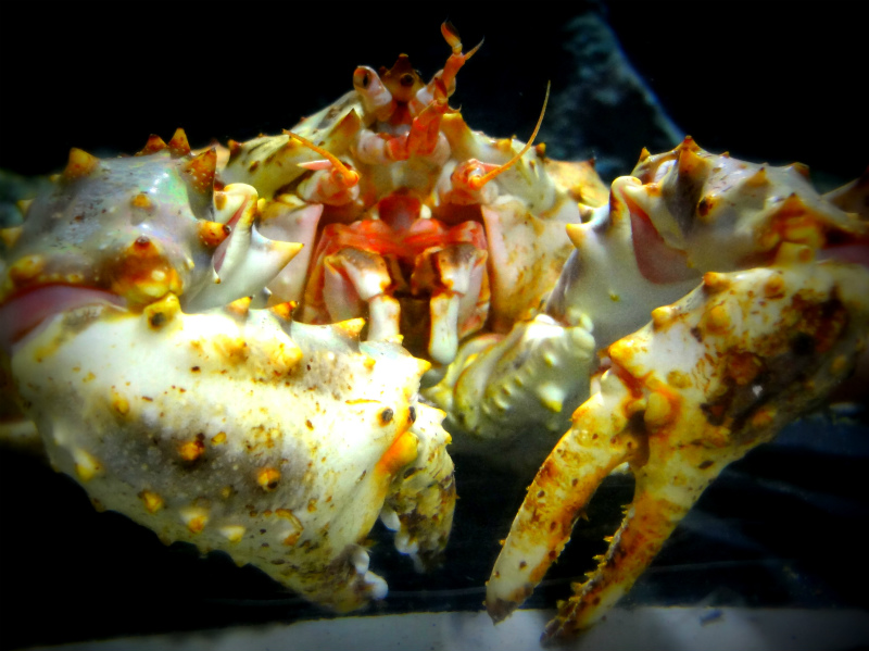 f:id:horohhoo:20160205081925j:plain f:id:horohhoo:20160205081925j:plain