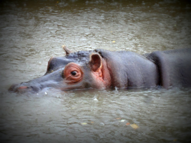 f:id:horohhoo:20160218045957j:plain