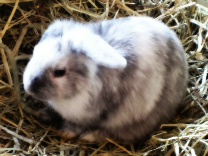 f:id:horohhoo:20160221095914j:plain