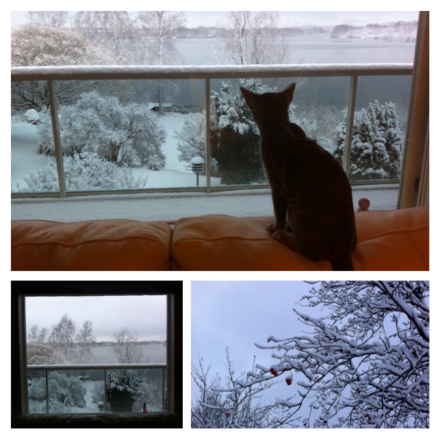 今年2度目の積雪 今年2度目の積雪