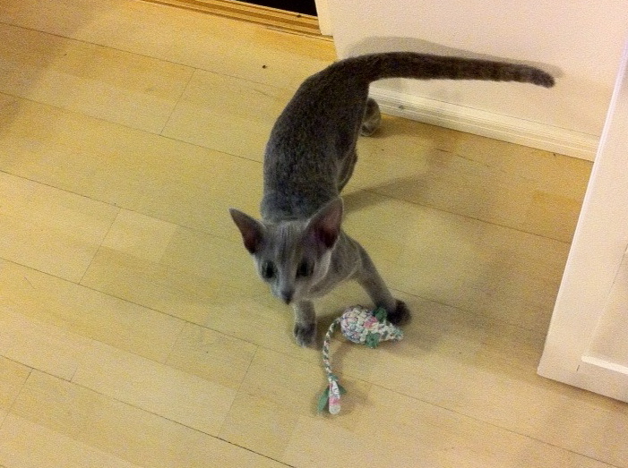 にゃんことおもちゃ にゃんことおもちゃ