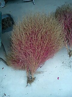 f:id:hot:20081108102903j:image