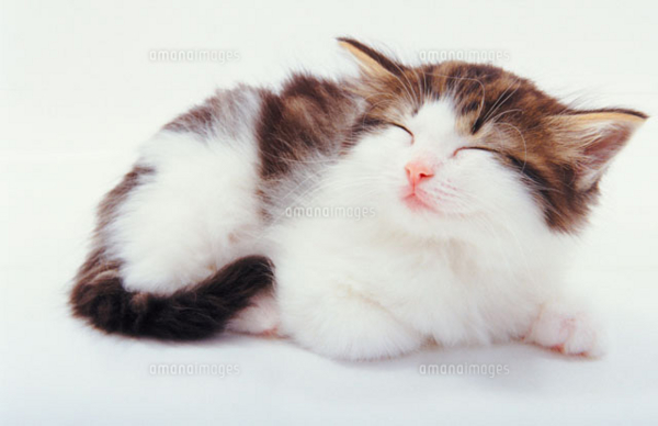 f:id:hot:20141225150200j:plain f:id:hot:20141225150200j:plain