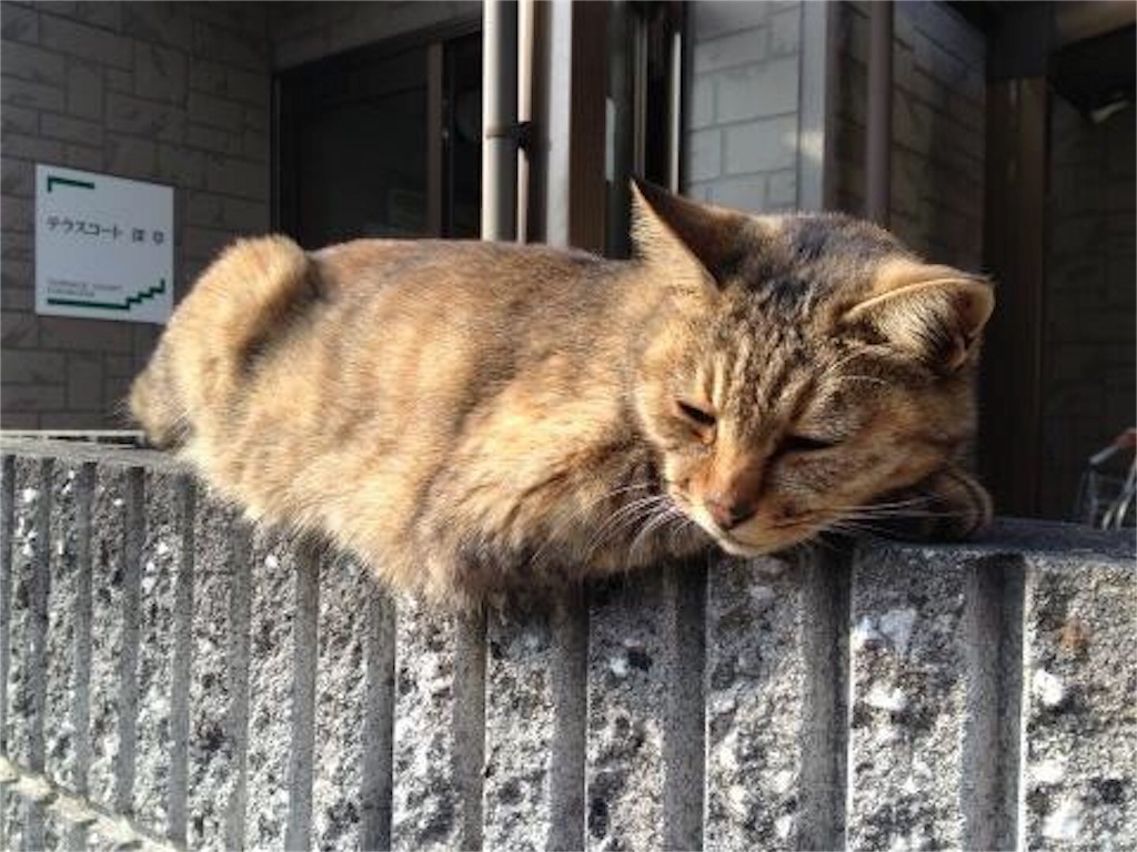 f:id:houroukamome121:20160213031747j:image f:id:houroukamome121:20160213031747j:image