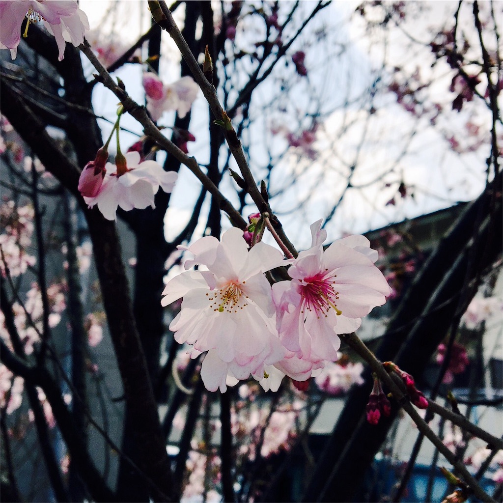 f:id:hppkmy:20160327173210j:image f:id:hppkmy:20160327173210j:image