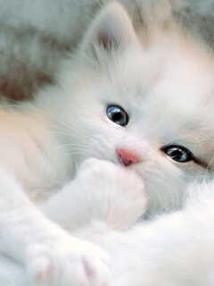f:id:hqmxn850:20130510064459j:plain f:id:hqmxn850:20130510064459j:plain