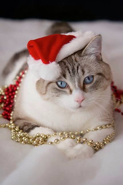 f:id:hqmxn850:20131224081819j:plain f:id:hqmxn850:20131224081819j:plain