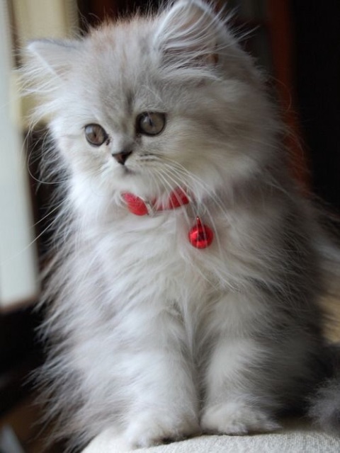 f:id:hqmxn850:20150710110241j:image f:id:hqmxn850:20150710110241j:image