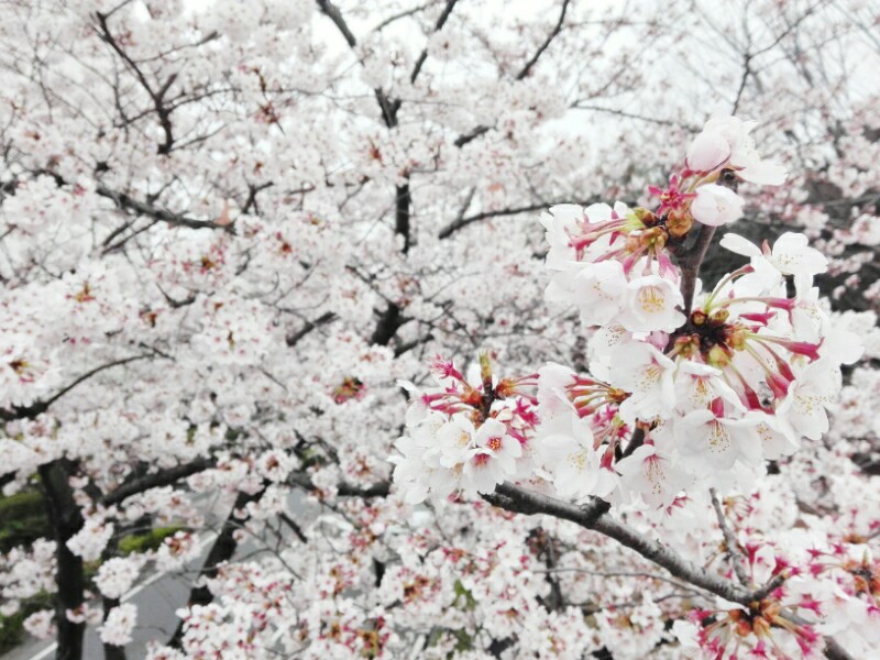 f:id:hriii:20160404121926j:image f:id:hriii:20160404121926j:image
