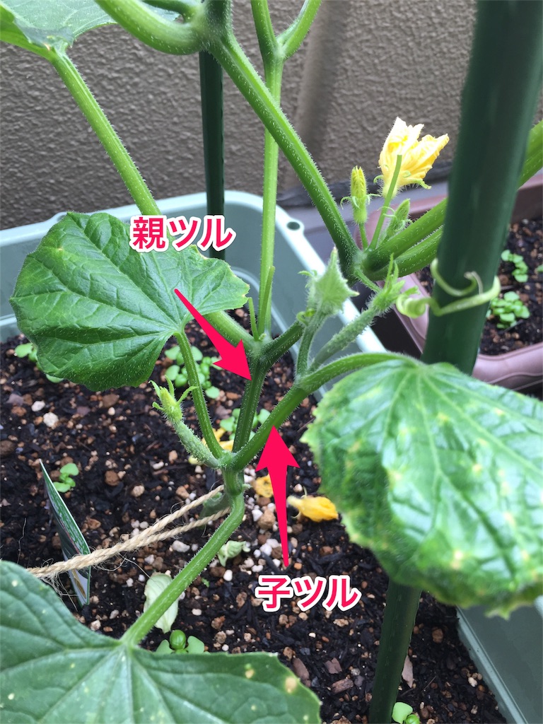 f:id:hsasak:20160529113118j:image f:id:hsasak:20160529113118j:image