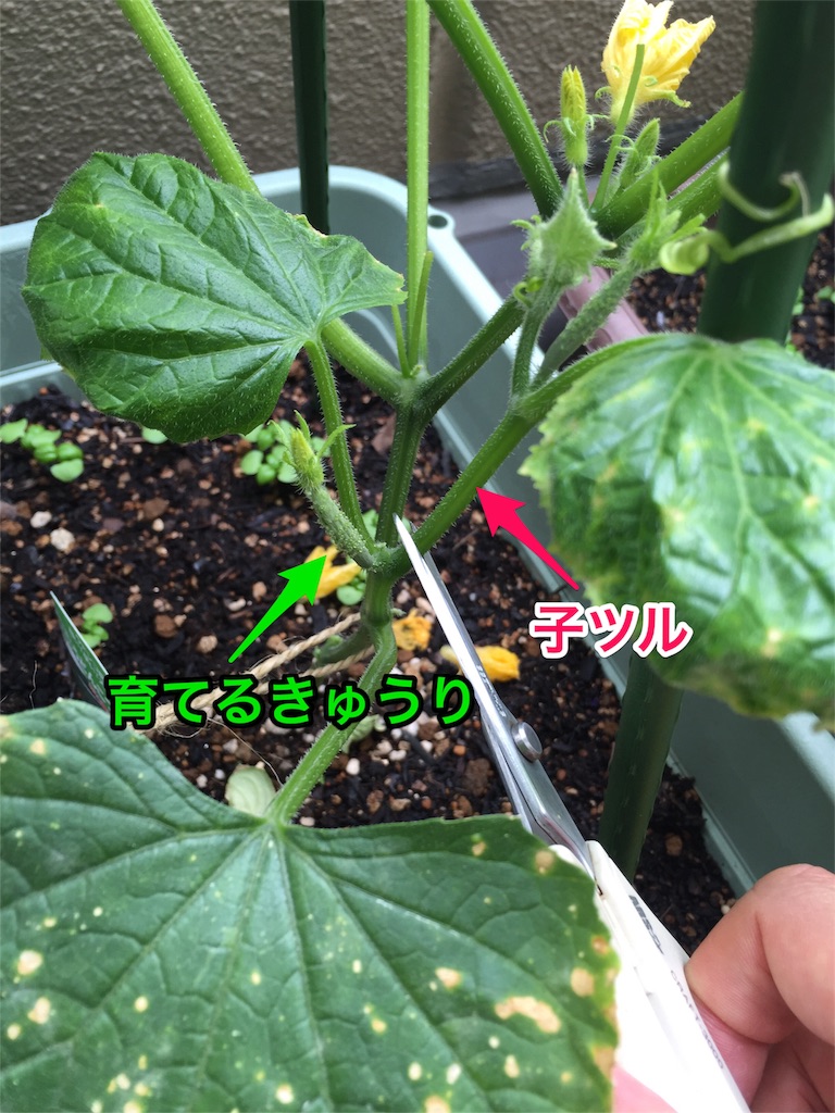 f:id:hsasak:20160529114946j:image f:id:hsasak:20160529114946j:image