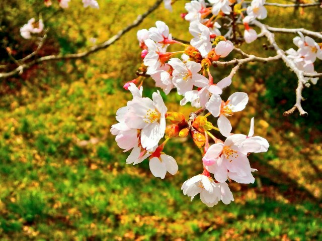 f:id:hskzxksm:20160701121019j:image f:id:hskzxksm:20160701121019j:image