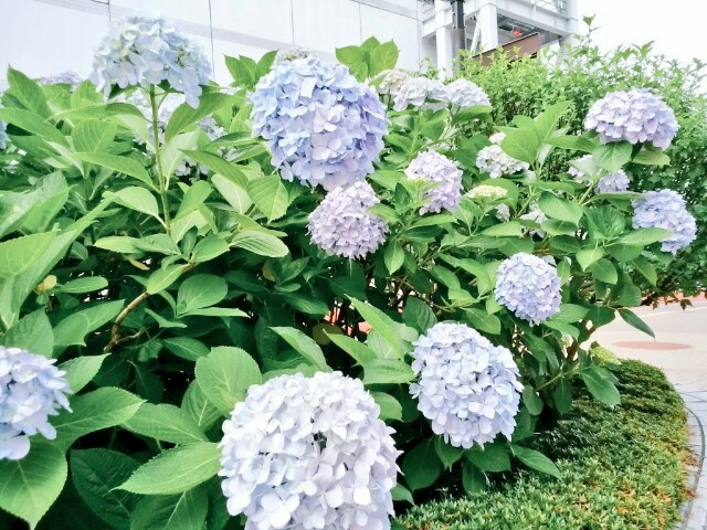 f:id:hskzxksm:20160706080154j:image f:id:hskzxksm:20160706080154j:image