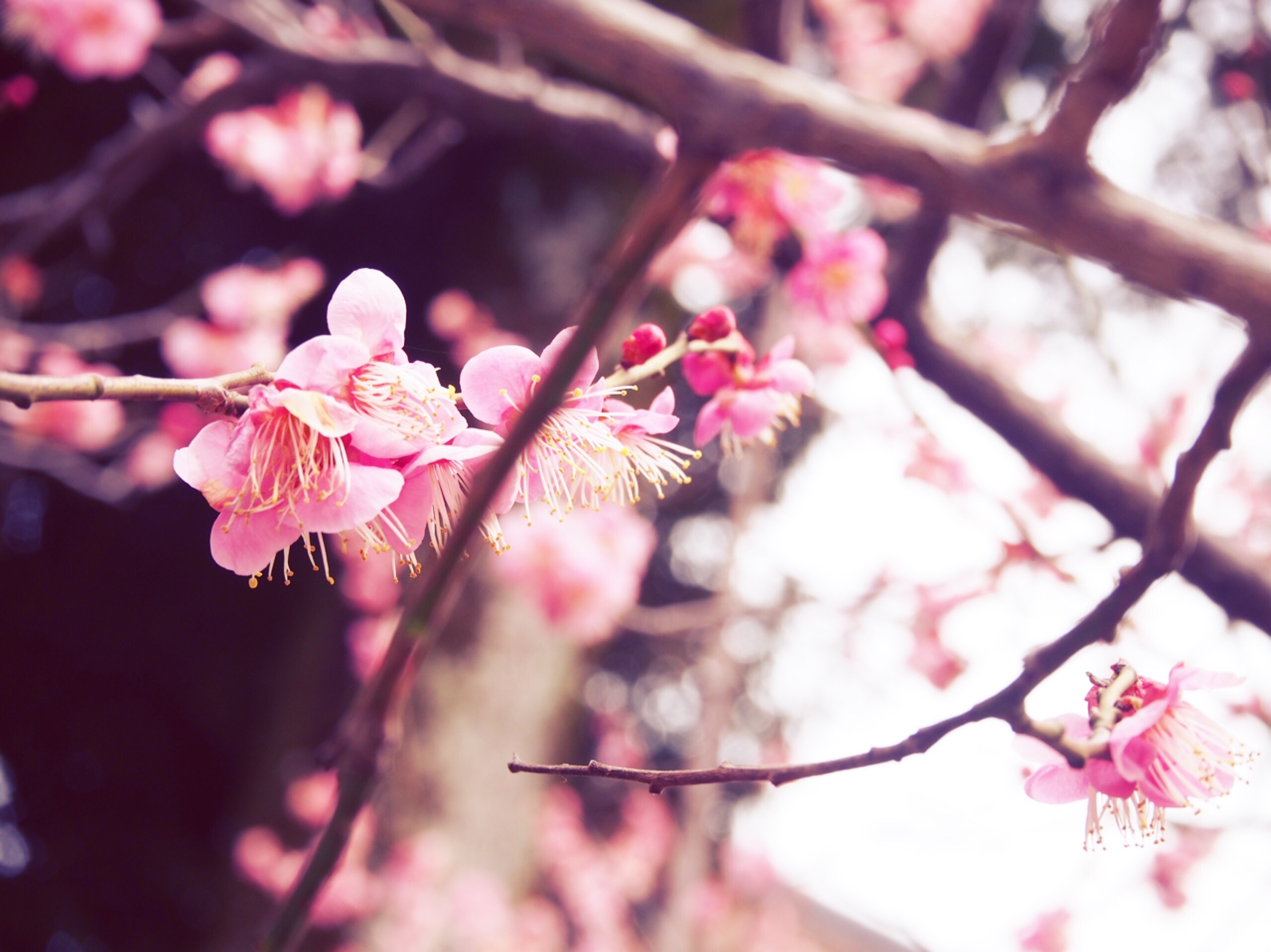 f:id:htkimgr:20160306150058j:image f:id:htkimgr:20160306150058j:image