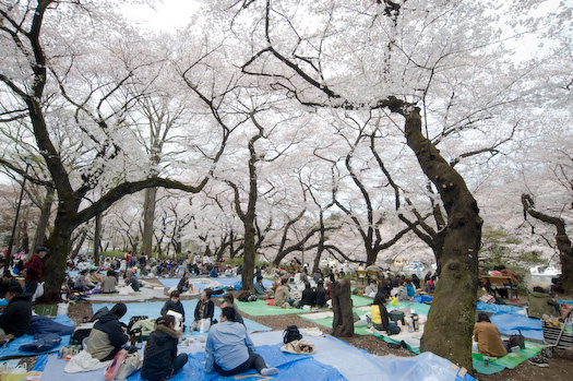 井の頭公園の桜