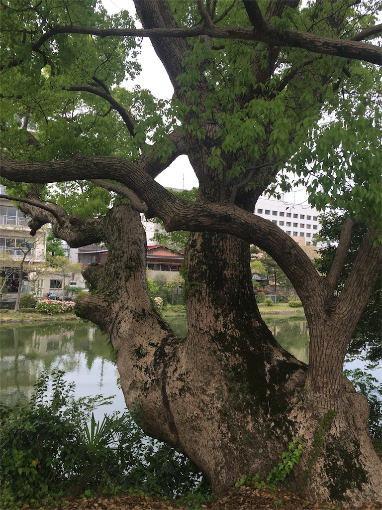 f:id:hynm_matsui:20160420182300j:image f:id:hynm_matsui:20160420182300j:image