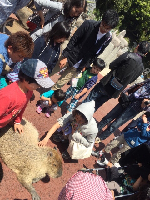 f:id:hynm_ogasawara:20150512001804j:image f:id:hynm_ogasawara:20150512001804j:image