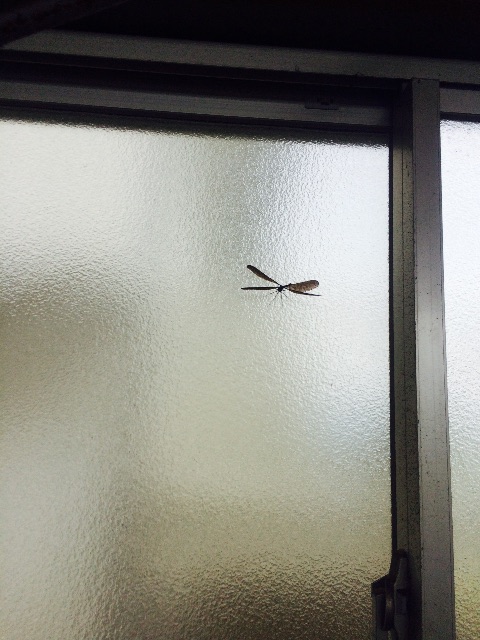 f:id:hynm_takeuchi:20150709230150j:image f:id:hynm_takeuchi:20150709230150j:image