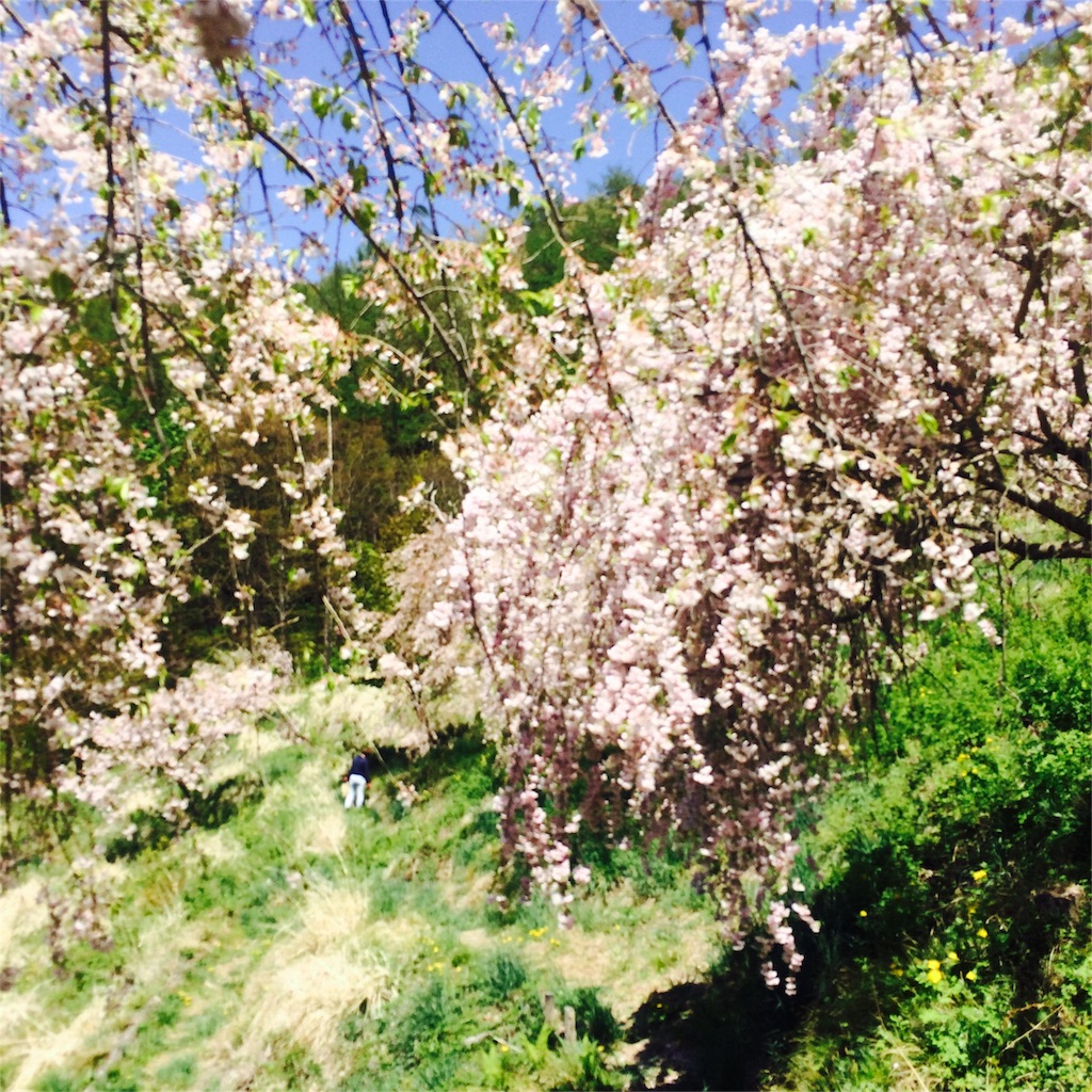 f:id:hynm_takeuchi:20160423154358j:image f:id:hynm_takeuchi:20160423154358j:image